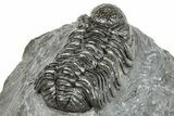 Phacopid (Adrisiops) Trilobite - Jbel Oudriss, Morocco #251654-5